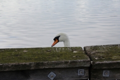 IMG_0919